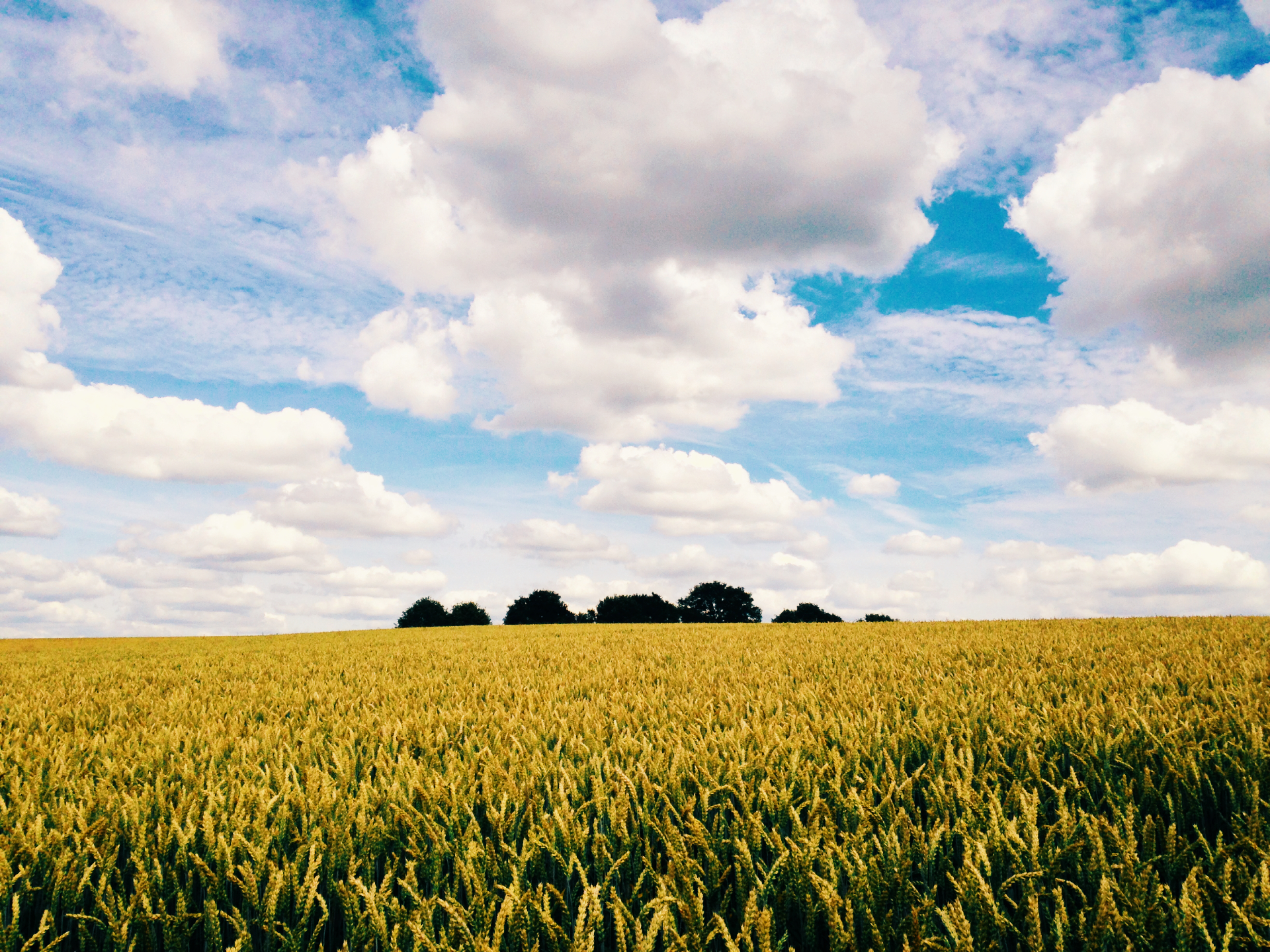 pré-analyse d'un projet agricole
